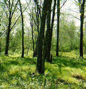 Photo: White Oak - Red Oak Forest Community