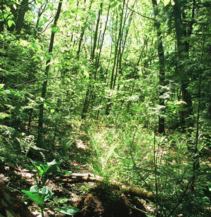 Picture showing Hardwood Seepage Forest community