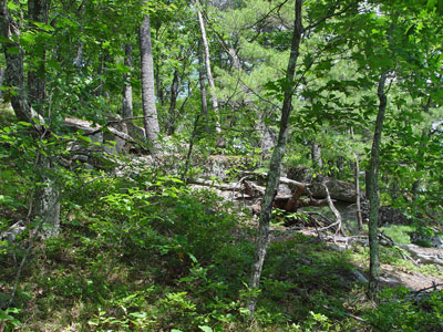 Picture showing Oak - Pine Forest community