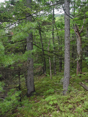 Picture showing Oak - Pine Forest community