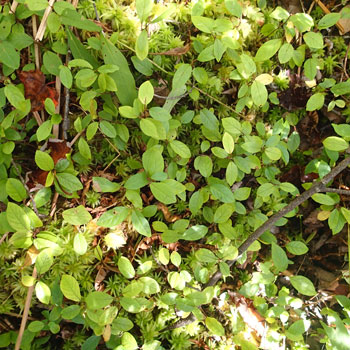 Frangula alnus seedlings