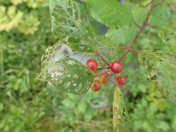 Frangula alnus leaf damage