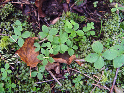 Photo: Galium kamtschaticum