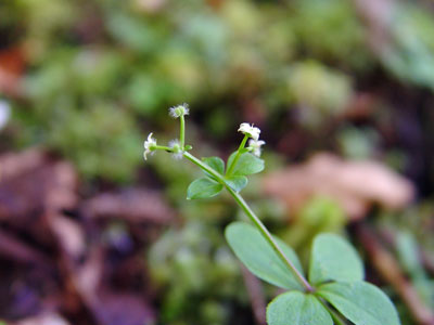 Photo: Galium kamtschaticum