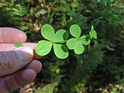 Photo: Galium kamtschaticum