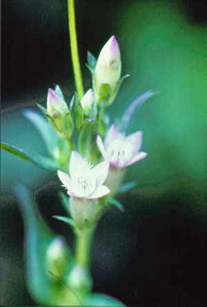 Photo: Gentianella amarella