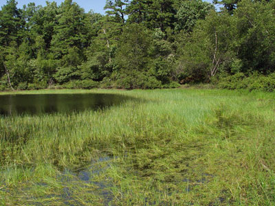 Picture showing Outwash Plain Pondshore community