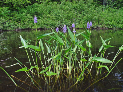 Picture showing Pickerelweed Marsh community