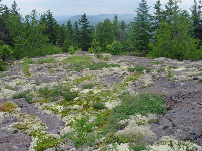 Picture showing Low-elevation Bald community