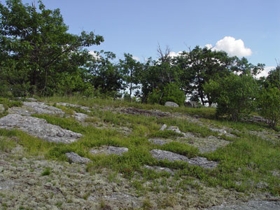 Picture showing Low-elevation Bald community