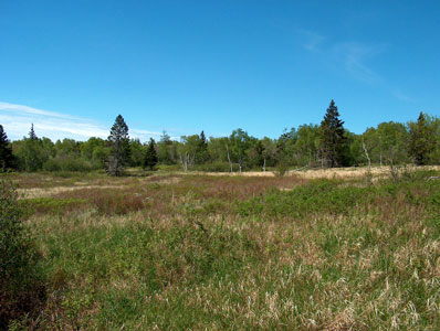 Photograph of Tall Grass Meadow