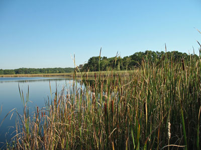 Picture showing Cattail Marsh