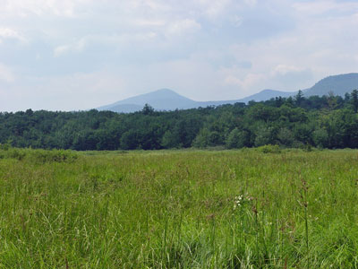 Picture showing Mixed Tall Sedge Fen community