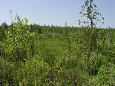 Picture showing Circumneutral Fen community