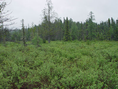 Picture showing Circumneutral Fen community