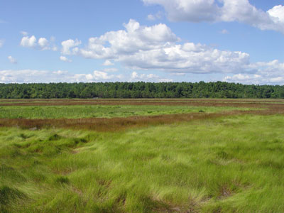 Picture of Salt-hay Saltmarsh community