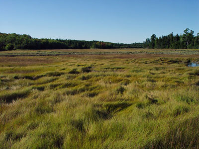 Picture of Salt-hay Saltmarsh community