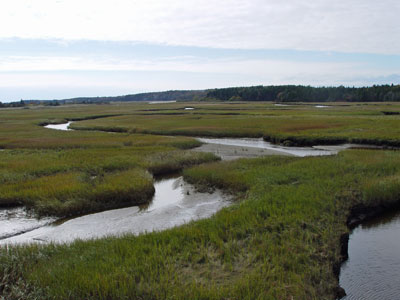 Picture of Salt-hay Saltmarsh community showing tidal stream channels