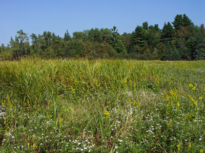 Picture of Brackish Tidal Marsh