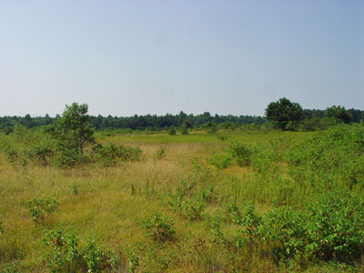 Picture showing Sandplain Grassland community