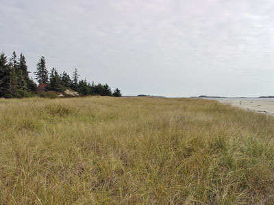 Picture showing Dune Grassland