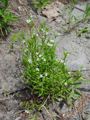 Photo: Houstonia longifolia