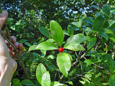 Photo: Ilex laevigata