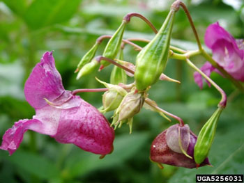 Ornamental jewelweed