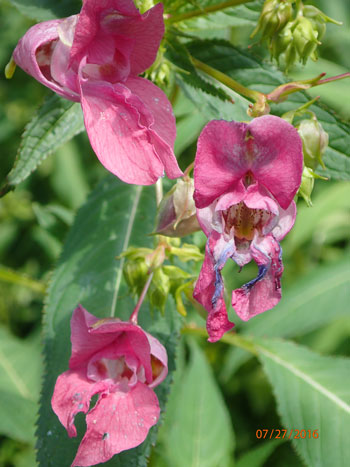 Ornamental jewelweed flowers