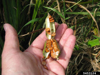 Yellow iris seeds