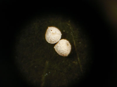 Photo: Isoetes acadiensis megaspores
