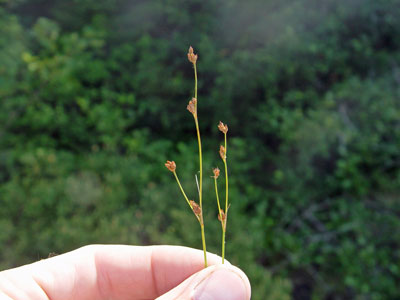 Photo: Juncus alpinoarticulatus