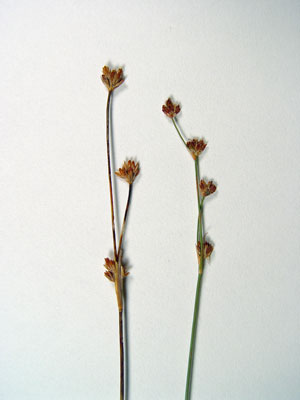 Photo: Juncus alpinoarticulatus