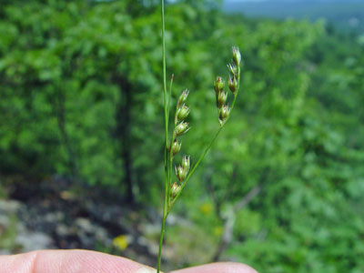 Photo: Juncus secundus