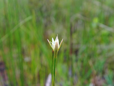 Photo: Juncus stygius flower