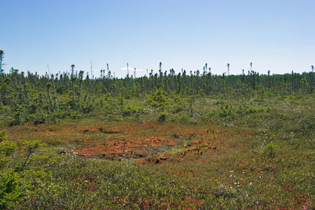 Photo: Eccentric Bog