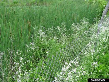 Perennial pepperweed infestation