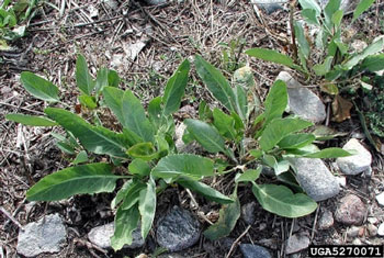 Perennial pepperweed rosette