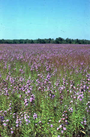 Photo: Northern Blazing Star