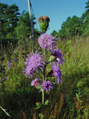 Photo: Northern Blazing Star