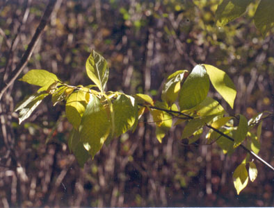 Photo: Lindera benzoin leaves