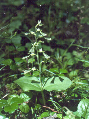 Photo: Listera auriculata