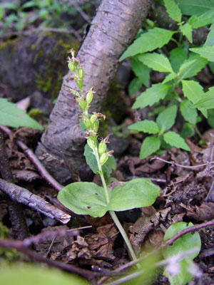 Photo: Listera auriculata