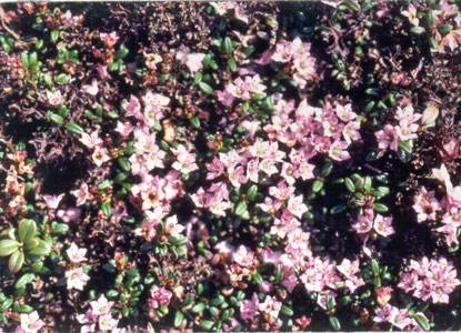 Photo: Loiseleuria procumbens