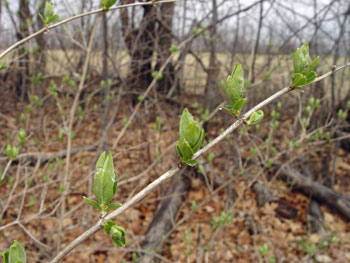 Lonicera morrowii early leaf out