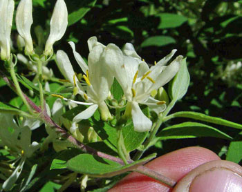 Lonicera morrowii flowers