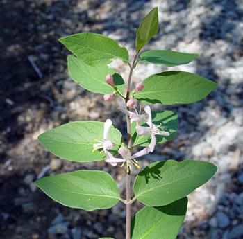 Lonicera morrowii stem with flowers