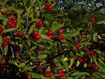 Lonicera morrowii fruit