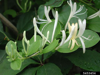 Japanese honeysuckle flowers