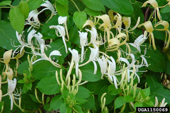 Japanese honeysuckle flowers